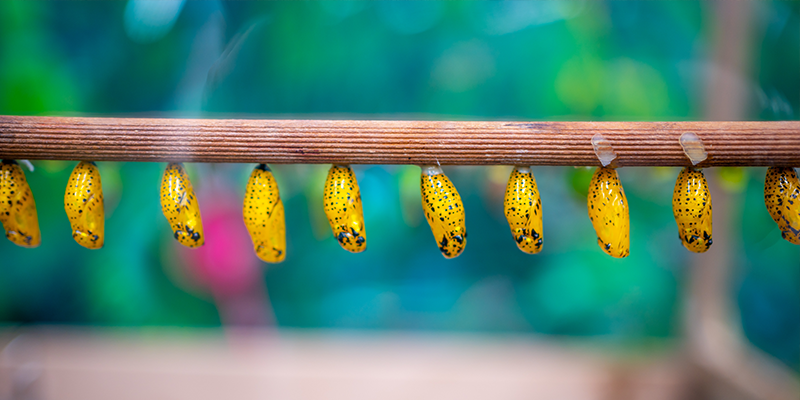 Cocoons-ready-hatch-business-debt-consolidation-metaphor