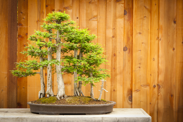 bonsai-tree-wood-background-representing-process-of-reducing-costs-in-manufacturing