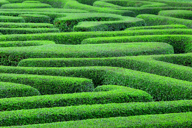 green-maze-metaphor-what-happens-to-a-director-of-a-company-during-liquidation-FEATURE